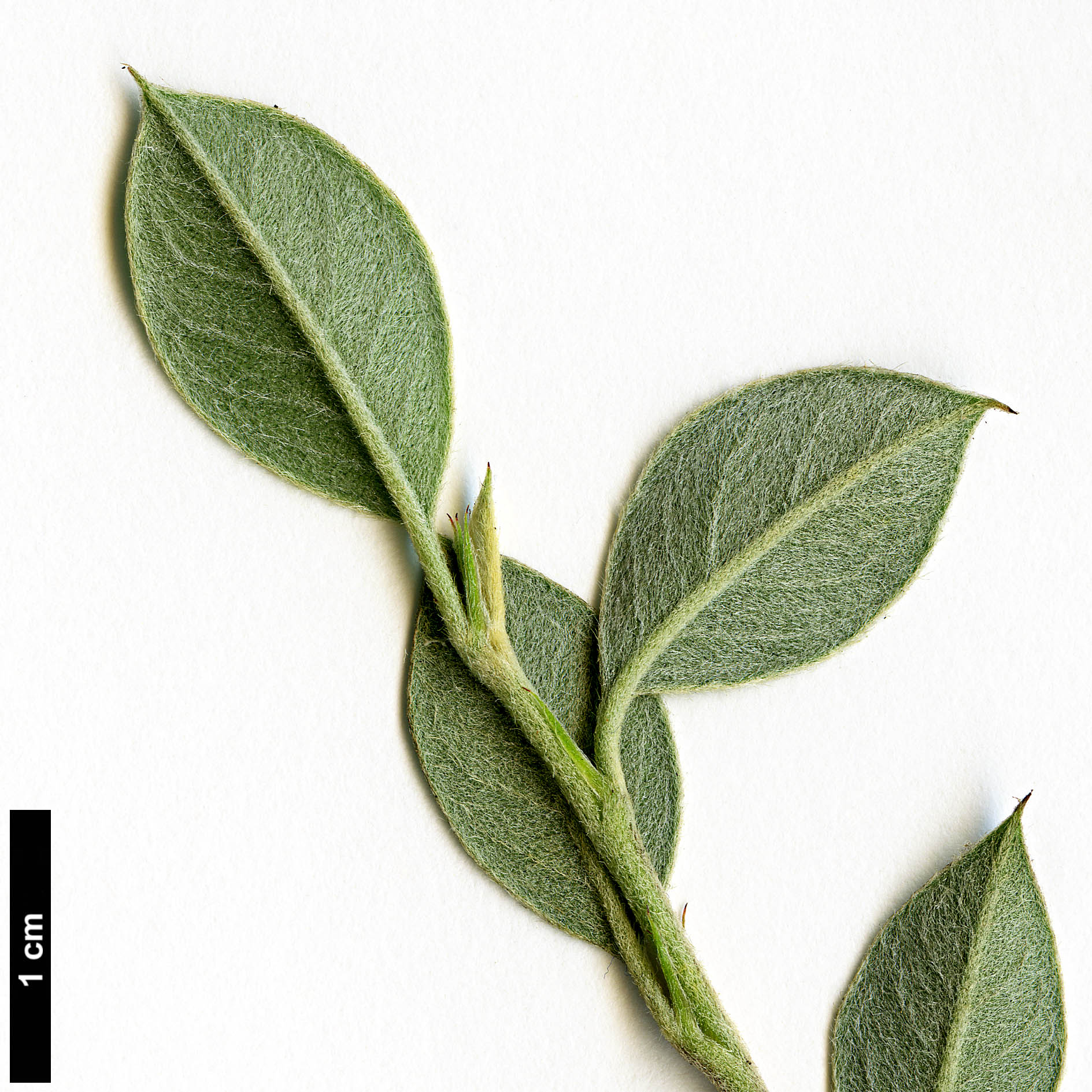 High resolution image: Family: Rosaceae - Genus: Cotoneaster - Taxon: poluninii